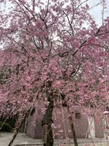 枝垂れ桜